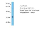 Histone H1.3 Antibody in Western Blot (WB)