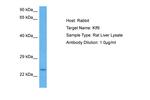 KLF9 Antibody in Western Blot (WB)