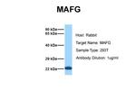 MAFG Antibody in Western Blot (WB)