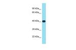 MFSD2A Antibody in Western Blot (WB)