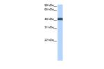 MFSD3 Antibody in Western Blot (WB)