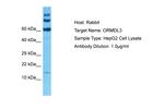 ORMDL3 Antibody in Western Blot (WB)