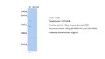 SLC25A28 Antibody in Western Blot (WB)