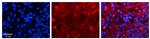 SLC27A6 Antibody in Immunohistochemistry (IHC)