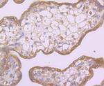 LOX-1 Antibody in Immunohistochemistry (Paraffin) (IHC (P))