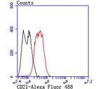 CD21 Antibody in Flow Cytometry (Flow)