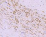 MSI2 Antibody in Immunohistochemistry (Paraffin) (IHC (P))