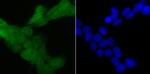 4EBP1 Antibody in Immunocytochemistry (ICC/IF)