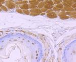 4EBP1 Antibody in Immunohistochemistry (Paraffin) (IHC (P))