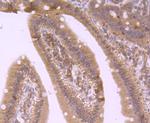 4EBP1 Antibody in Immunohistochemistry (Paraffin) (IHC (P))