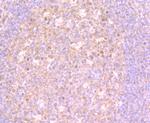 4EBP1 Antibody in Immunohistochemistry (Paraffin) (IHC (P))