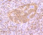 4EBP1 Antibody in Immunohistochemistry (Paraffin) (IHC (P))