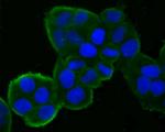 DDIT4 Antibody in Immunocytochemistry (ICC/IF)