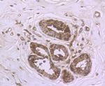 DDIT4 Antibody in Immunohistochemistry (Paraffin) (IHC (P))