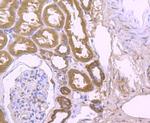 PGF Antibody in Immunohistochemistry (Paraffin) (IHC (P))