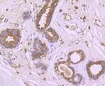 C19orf63 Antibody in Immunohistochemistry (Paraffin) (IHC (P))