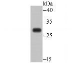 C19orf63 Antibody in Western Blot (WB)