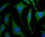 IL-19 Antibody in Immunocytochemistry (ICC/IF)