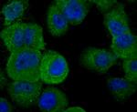 IL-19 Antibody in Immunocytochemistry (ICC/IF)