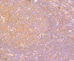 IL-19 Antibody in Immunohistochemistry (Paraffin) (IHC (P))