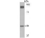 PSMA Antibody in Western Blot (WB)