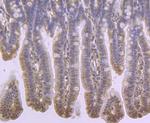 TSPO Antibody in Immunohistochemistry (Paraffin) (IHC (P))