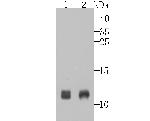 TSPO Antibody in Western Blot (WB)