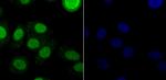 KDM5B Antibody in Immunocytochemistry (ICC/IF)