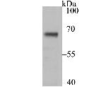 USP21 Antibody in Western Blot (WB)