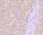 Noggin Antibody in Immunohistochemistry (Paraffin) (IHC (P))