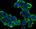 PTP1B Antibody in Immunocytochemistry (ICC/IF)