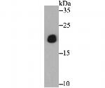 PTP1B Antibody in Western Blot (WB)