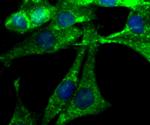 NGF Antibody in Immunocytochemistry (ICC/IF)