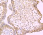 CD266 (TWEAK Receptor) Antibody in Immunohistochemistry (Paraffin) (IHC (P))