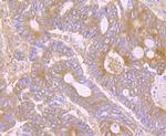 CD266 (TWEAK Receptor) Antibody in Immunohistochemistry (Paraffin) (IHC (P))