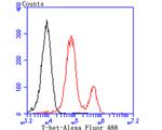 T-bet Antibody in Flow Cytometry (Flow)