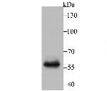 T-bet Antibody in Western Blot (WB)