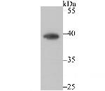 CTGF Antibody in Western Blot (WB)