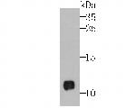 ROC1 Antibody in Western Blot (WB)