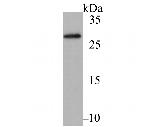 AID Antibody in Western Blot (WB)