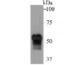 Fibulin 5 Antibody in Western Blot (WB)