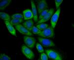 UAP1 Antibody in Immunocytochemistry (ICC/IF)