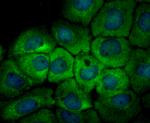 UAP1 Antibody in Immunocytochemistry (ICC/IF)