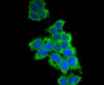 UAP1 Antibody in Immunocytochemistry (ICC/IF)