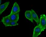 SERPINC1 Antibody in Immunocytochemistry (ICC/IF)