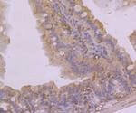 KCNK4 Antibody in Immunohistochemistry (Paraffin) (IHC (P))