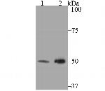 KCNK4 Antibody in Western Blot (WB)