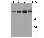 USP13 Antibody in Western Blot (WB)