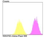 NDUFS3 Antibody in Flow Cytometry (Flow)