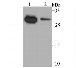 NDUFS3 Antibody in Western Blot (WB)